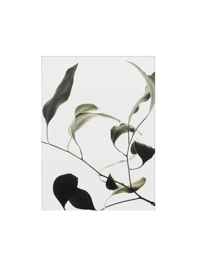 Image for Floating Leaves
