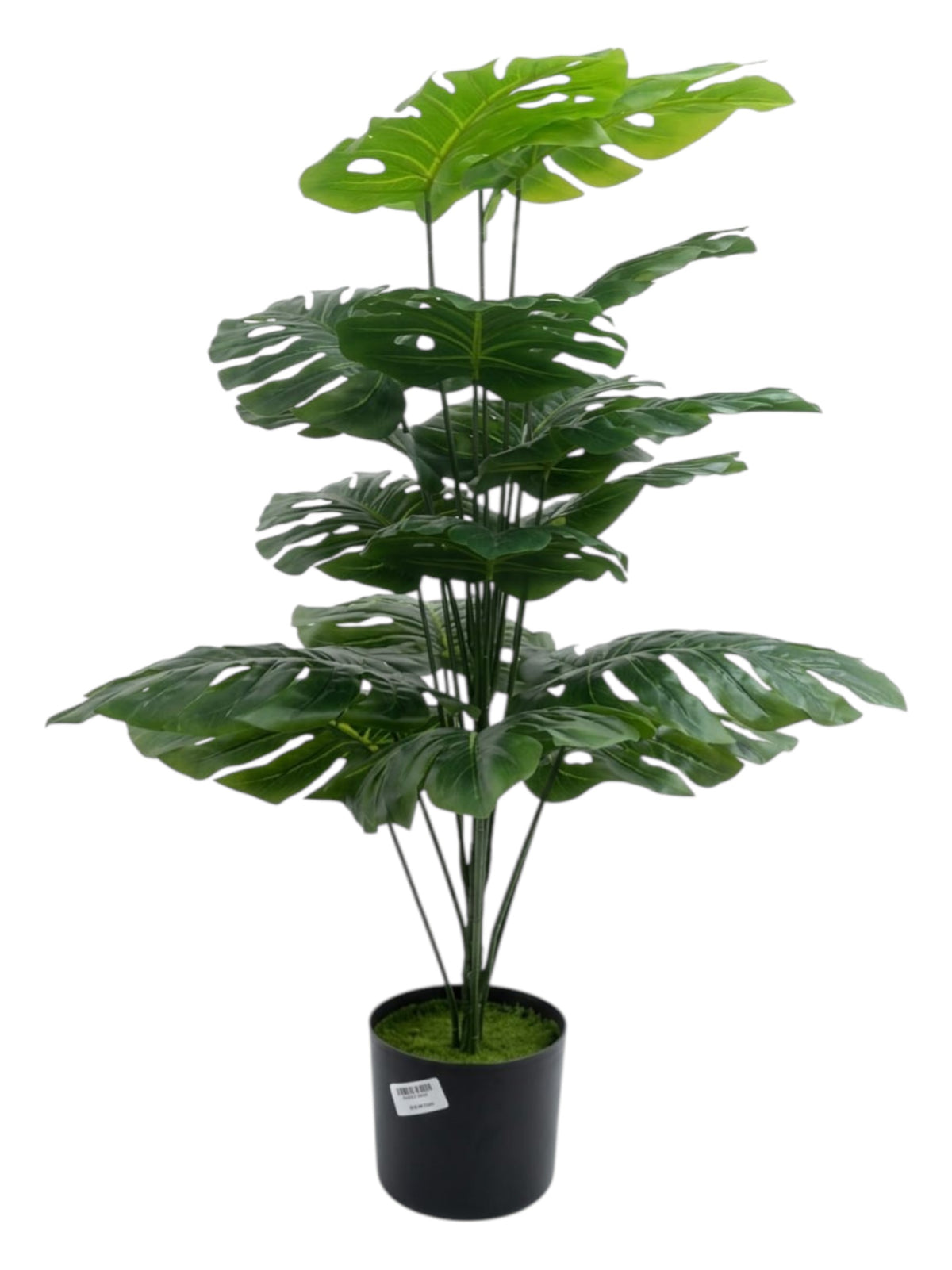 Image for Swiss Cheese Plant