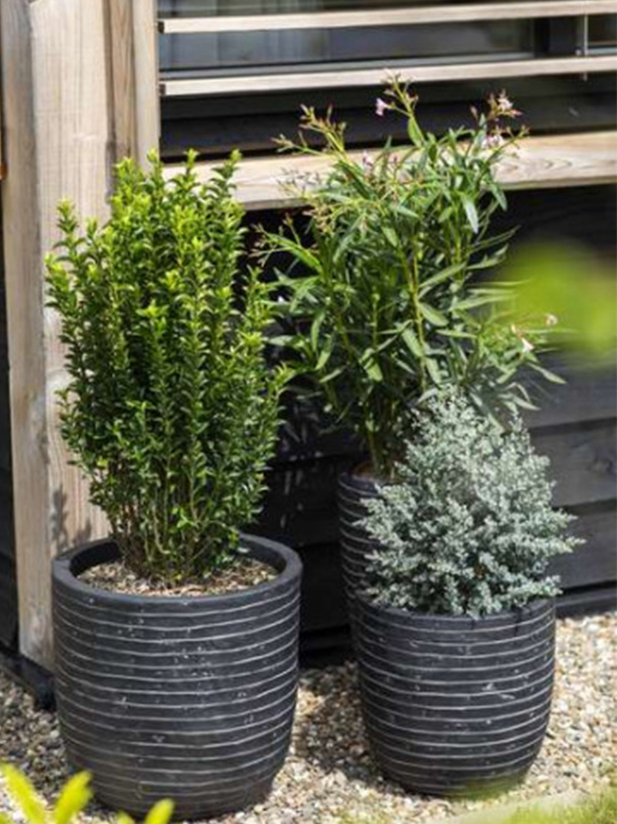 Plant Pot Bowl
