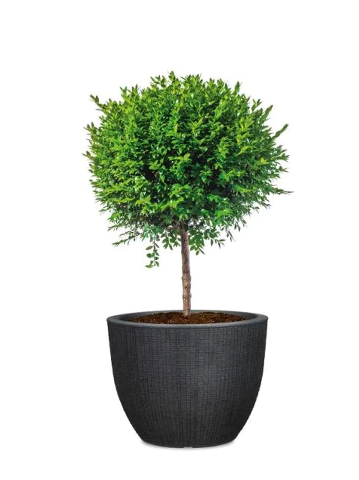 Barceo Planter